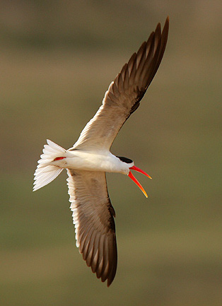 Indian Skimmers